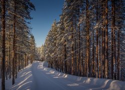 Finlandia, Prowincja Finlandia Wschodnia, Lieksa, Zima, Las, Droga, Drzewa