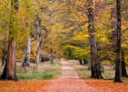 Droga w lesie pośród jesiennych drzew