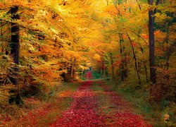 Droga w lesie pośród kolorowych jesiennych drzew
