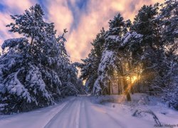 Droga w lesie zasypana śniegiem