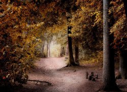 Droga w liściastym jesiennym lesie