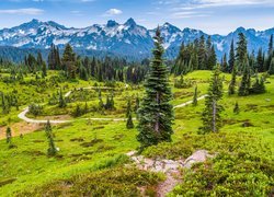 Park Narodowy Mount Rainier, Góry, Tatoosh Range, Łąka, Droga, Drzewa, Stan Waszyngton, Stany Zjednoczone