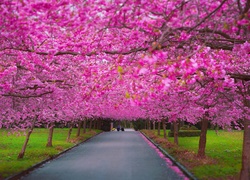 Droga w parku pośród różowo kwitnących drzew