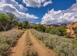 Droga, Niebo, Chmury, Trawa, Drzewa, Góry, Prescott Valley, Stan Arizona, Stany Zjednoczone