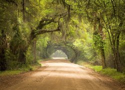 Droga w rezerwacie przyrody w hrabstwie Charleston