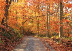 Jesień, Droga, Las, Drzewa, Pożółkłe, Liście