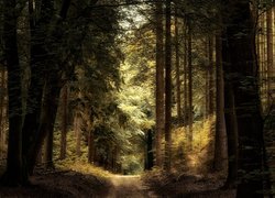 Droga w rozświetlonym lesie