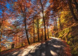 Jesień, Kolorowe, Drzewa, Droga