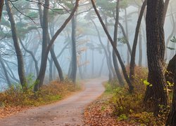 Droga w zamglonym jesiennym lesie