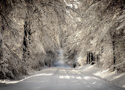 Droga w zaśnieżonym lesie