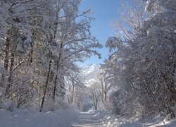 Droga w zimowym lesie prowadząca w stronę gór