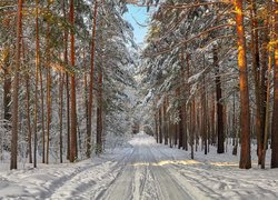 Zima, Droga, Las, Śnieg, Drzewa