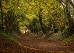 Anglia, Hrabstwo West Sussex, Wieś Halnaker, Droga Stane Street,  Jesień, Drzewa, Droga, Liście