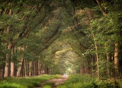 Droga wśród drzew w rozświetlonym lesie