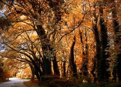 Droga wśród jesiennych drzew i krzewów