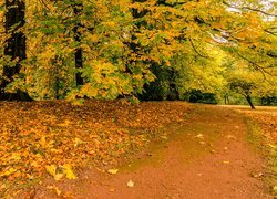 Droga wśród jesiennych drzew