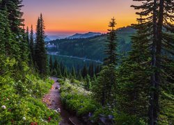 Droga wśród kwiatów i drzew w Parku Narodowym Mount Rainier