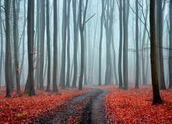 Droga wśród opadłych liści w zamglonym lesie