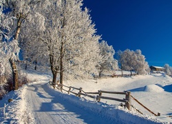 Droga wśród pól i drzew prowadząca do zabudowań