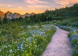 Góry Kaskadowe, Pasmo Tatoosh Range, Park Narodowy Mount Rainier, Drzewa, Łąka, Roślinność, Droga, Stan Waszyngton, Stany Zjednoczone