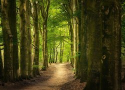 Droga wśród rozświetlonych zielonych drzew w lesie