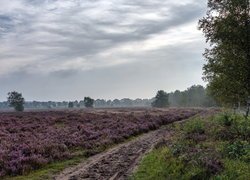 Droga wzdłuż wrzosowiska