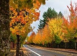Droga z jesiennymi drzewami