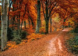Droga zasypana liśćmi w jesiennym lesie