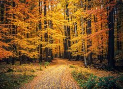 Droga zasypana żółtymi liśćmi w jesiennym lesie