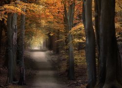 Dróżka przez jesienny las