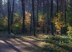 Dróżka w lesie jesiennym