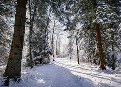 Zima, Drzewa, Las, Droga, Słoneczny, Dzień