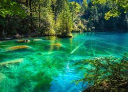 Szwajcaria, Kanton Berno, Jezioro Blausee, Drzewa