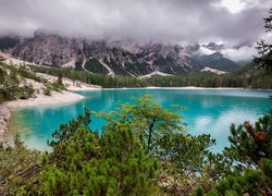 Drzewa dookoła jeziora Lago di Braies