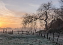 Pole, Niebo, Trawa, Mgła, Dom, Drzewo, Świt, Płot, Wschód słońca