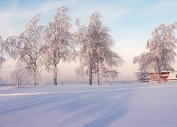 Drzewa i domy w zimowej scenerii