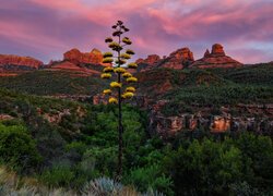 Stany Zjednoczone, Arizona, Sedona, Oak Creek Canyon, Góry, Skały, Rośliny, Agawa amerykańska, Drzewa, Niebo, Chmury, Zachód słońca