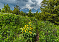 Kwiaty, Balsamorhiza, Drzewa, Góry, Chmury, Park Narodowy Grand Teton, Stany Zjednoczone