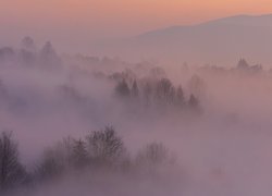 Drzewa i góry w gęstej mgle