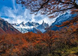 Drzewa i jesienna roślinność na tle szczytu Fitz Roy w Patagonii