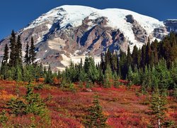 Stany Zjednoczone, Stan Waszyngton, Park Narodowy Mount Rainier, Góry, Ośnieżony, Stratowulkan Mount Rainier, Jesień, Drzewa, Roślinność