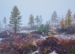 Jesień, Mgła, Szron, Drzewa, Roślinność, Kołyma, Obwód magadański, Rosja