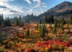 Stany Zjednoczone, Stan Waszyngton, Park Narodowy Mount Rainier, Góry, Jesień, Drzewa, Przebijające światło