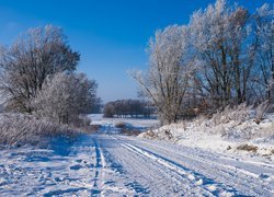 Drzewa i krzewy na poboczu zaśnieżonej drogi w słoneczny dzień