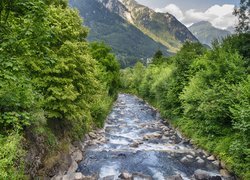 Drzewa i krzewy nad kamienistą rzeką w górach