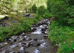 Drzewa i krzewy nad kamienistym strumieniem