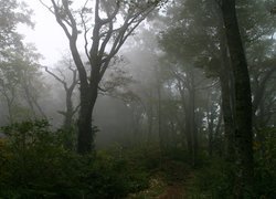 Drzewa i krzewy we mgle