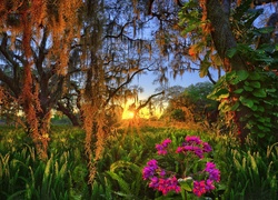 Drzewa i kwiaty w blasku wschodzącego słońca na Florydzie