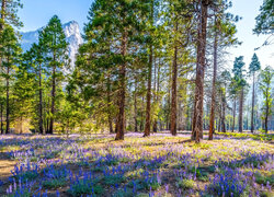 Kwiaty, Łubin, Drzewa, Góry, Park Narodowy Yosemite, Kalifornia, Stany Zjednoczone