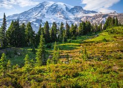 Drzewa i łąka na tle ośnieżonego stratowulkanu Mount Rainier